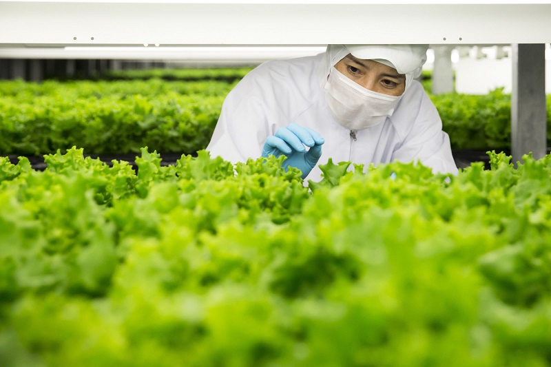 Nhật Bản tích cực ứng dụng khoa học công nghệ cao vào sản xuất nông nghiệp nhằm