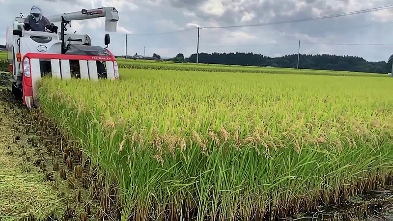 Ý nào sau đây không đúng với sản xuất lúa gạo ở Nhật Bản
