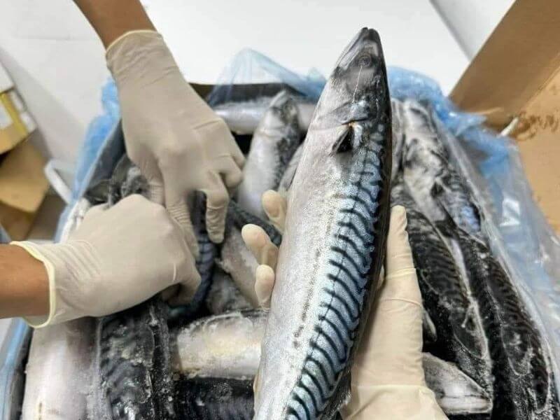 Cá Saba Nhật Bản: Đặc điểm, nguồn gốc, giá bán, cách nhận biết