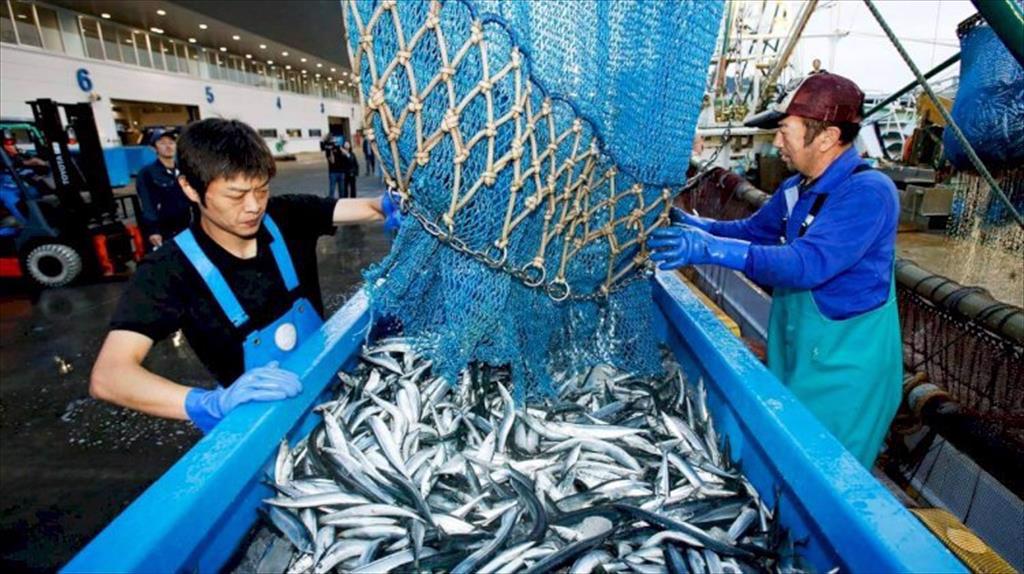 Biển Nhật Bản có nguồn hải sản phong phú là do